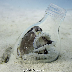 Octopus in a bottle!  Taken between the artificial reefs ... by Phil Davison 
